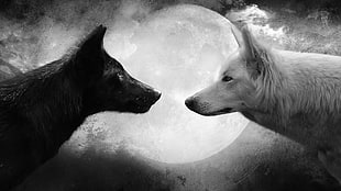 grayscale photo of two white and black wolves, wolf, black, white, Moon