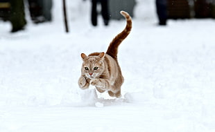 running orange Tabby cat on snow, wild cat