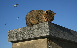brown tabby cat during daytime