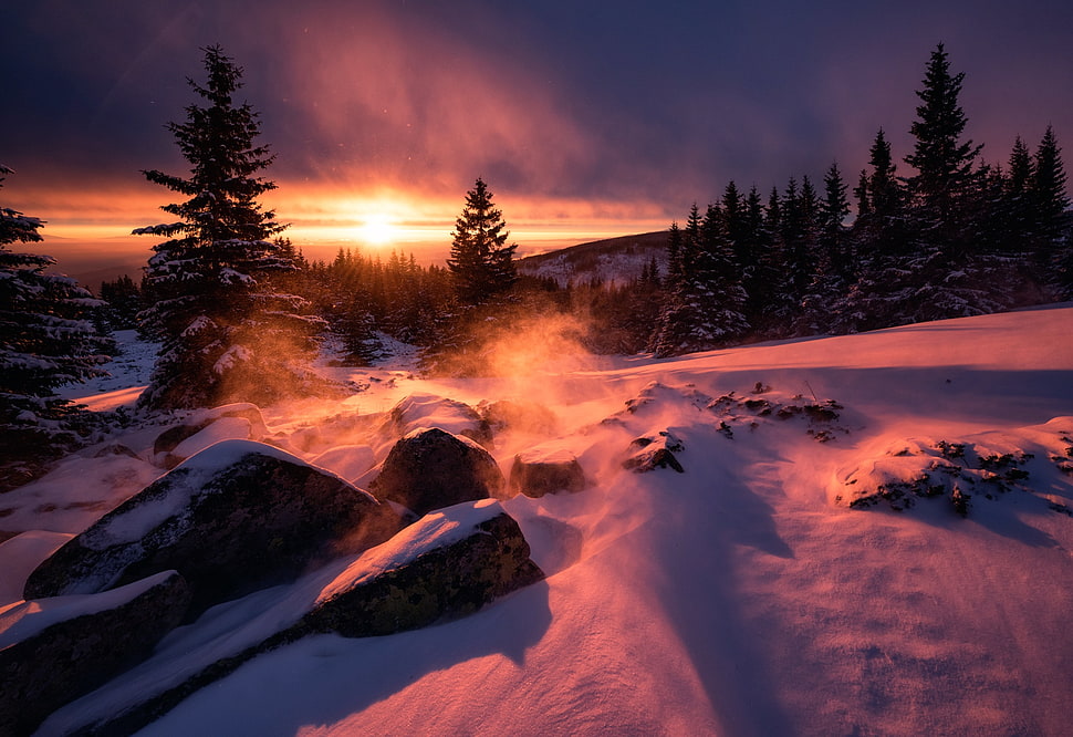 green pine tree, sunlight, trees, landscape, snow HD wallpaper