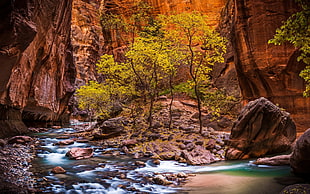 green tree, landscape, nature, Zion National Park, river HD wallpaper