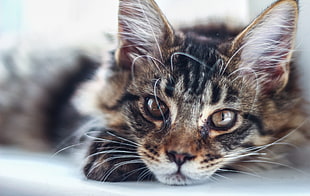 selective focus photo of brown tabby kitten HD wallpaper