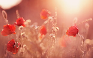red poppies, nature, landscape, flowers, sunlight HD wallpaper