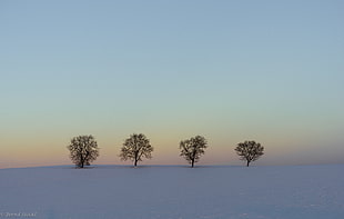 four green trees