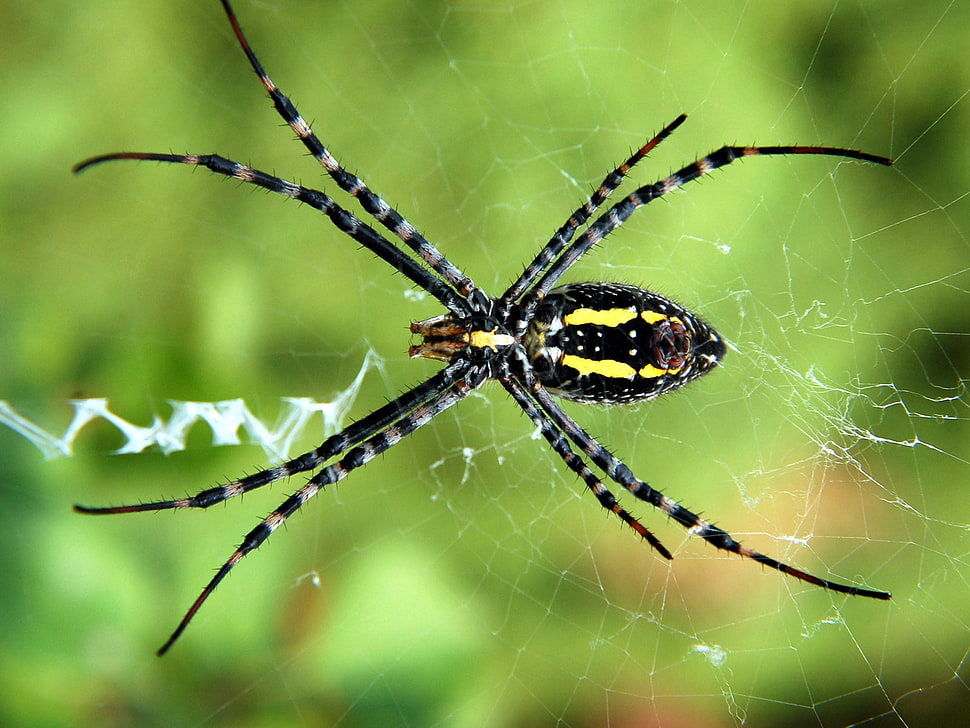 Argiope spider ventral closeup photography HD wallpaper
