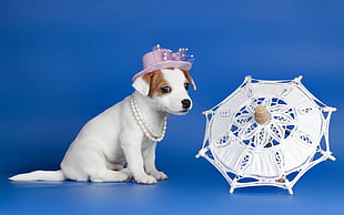 short-coated white and brown dog with pink hat in front of white round fan decor