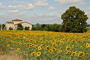yellow Sunflowers field beside house near green leaf tree