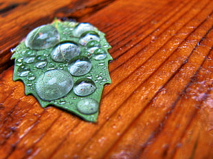 green leaf with water drops on brown wooden bench