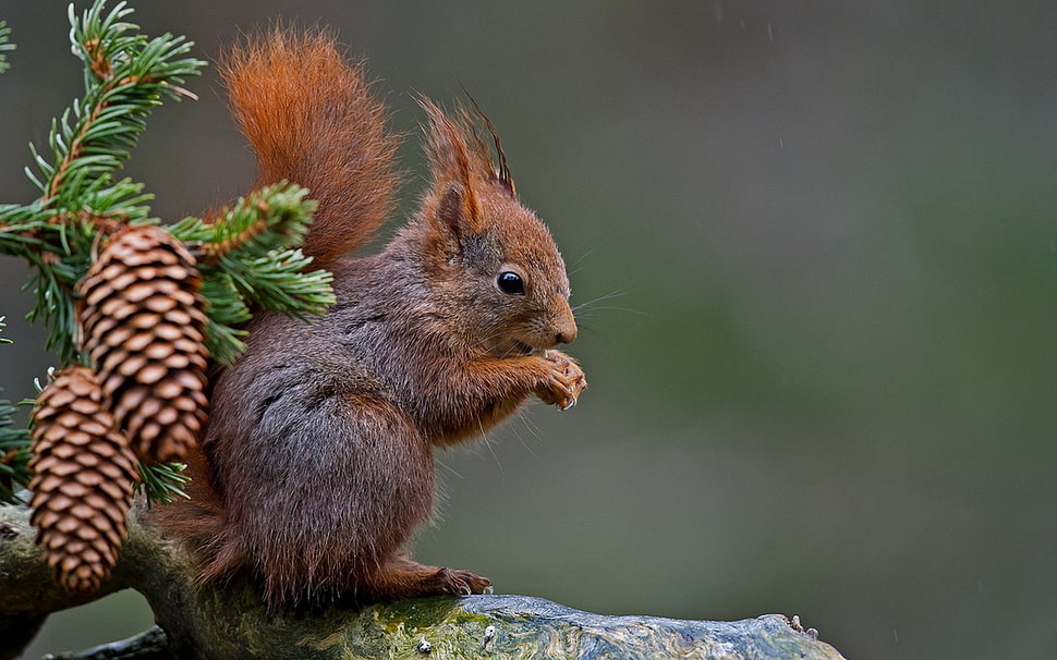 squirrel, nature HD wallpaper