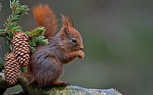 squirrel, nature HD wallpaper