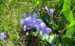 purple wild Violet flower at daytime