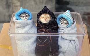 three cats wrapped in grey and black swaddles