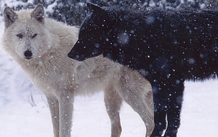 two black and white Alaskan Malamutes
