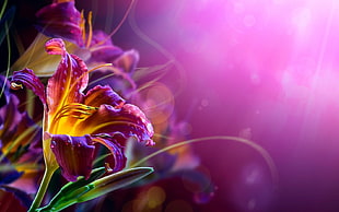 purple and yellow petaled flower graphics, flowers, lilies, bokeh, purple background