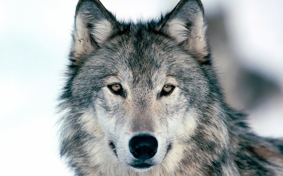 selective focus photography of a wolf HD wallpaper