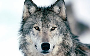 selective focus photography of a wolf