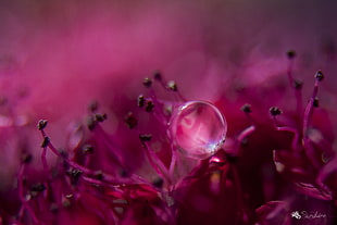dew drop on purple petaled flowers, rose