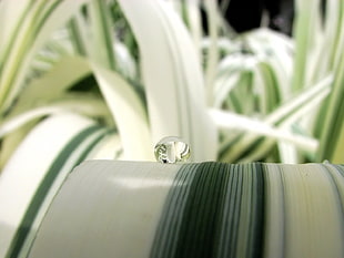 water droplet on white and green leaf during daytime