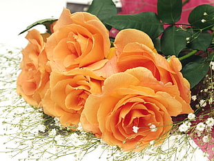 orange Roses and baby's breath flowers HD wallpaper