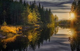 landscape photo of forest near body of water during golden hour