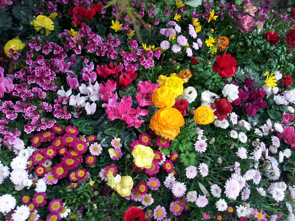 assorted flower plant lot HD wallpaper