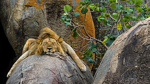 lion lying on a rock near a tree