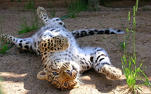 brown Leopard cub HD wallpaper