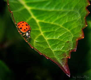 Ladybug on green leaf in closeup photo