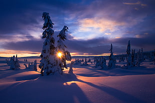 snow-covered tree illustration, trees, sunlight, landscape, snow HD wallpaper