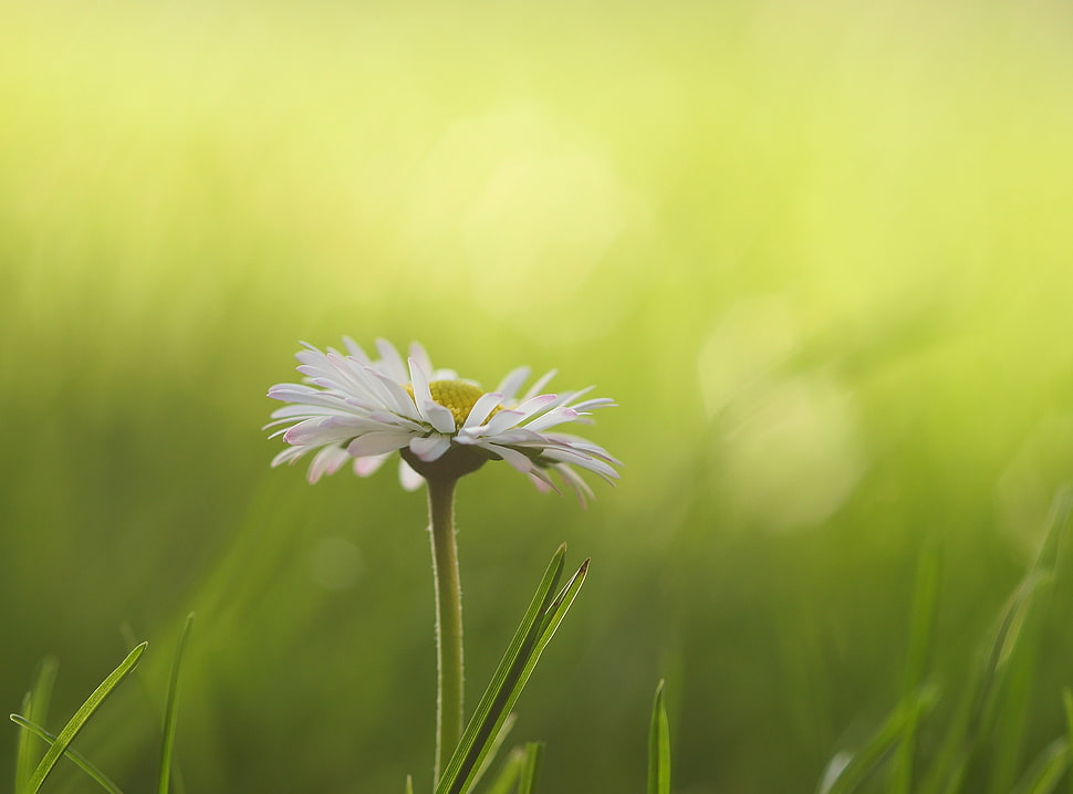 selective focus shot of white daisy HD wallpaper