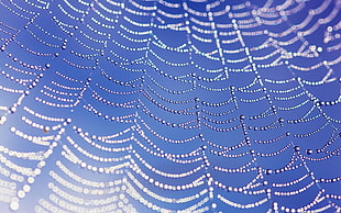 close-up photography of spiders web under blue sky during daytime