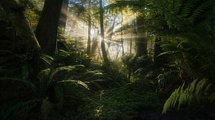 green leafed trees, Marc Adamus, forest, sunlight, trees