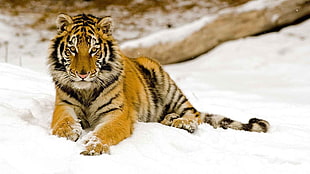 black and brown tiger, tiger, wildlife HD wallpaper