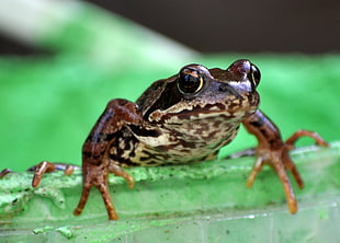 macro shot photography of brown frog