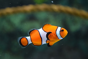 Clown Fish Swimming HD wallpaper