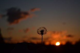 close up photo of dandelion during sunset HD wallpaper