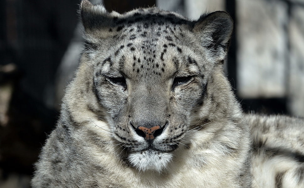 snow leopard photo HD wallpaper
