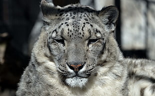 snow leopard photo