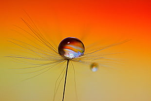 close up photography of a water droplet HD wallpaper