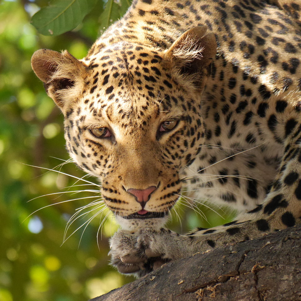 leopard on selective focus photography HD wallpaper