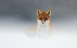 fox on snowfield