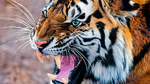 closeup photography of tiger HD wallpaper