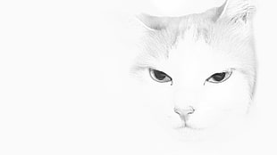 white cat illustration, cat
