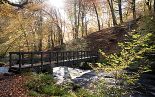 black wooden bridge on top of body of water surrounded by green leaved trees during daytime
