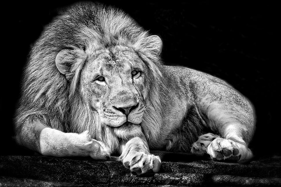 grayscale photo of lion HD wallpaper