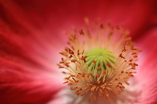 macro photography of red flower, corn poppy, papaver rhoeas HD wallpaper
