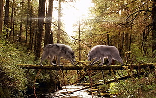 two wolf on tree trunk during daytime HD wallpaper