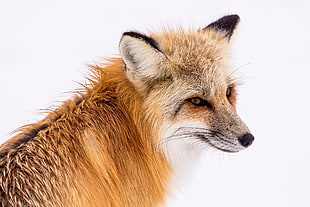 close up photo of fox HD wallpaper