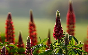 red lupines flower, nature, flowers, red flowers, depth of field HD wallpaper