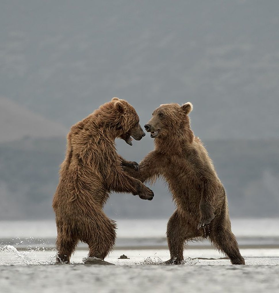 two brown bears HD wallpaper